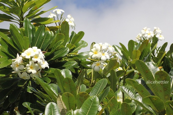 Duftende Frangipani (Plumeria obtusa)